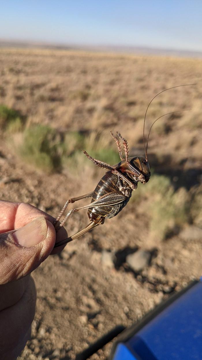 [Thumbnail for Mormon-Cricket.jpg]