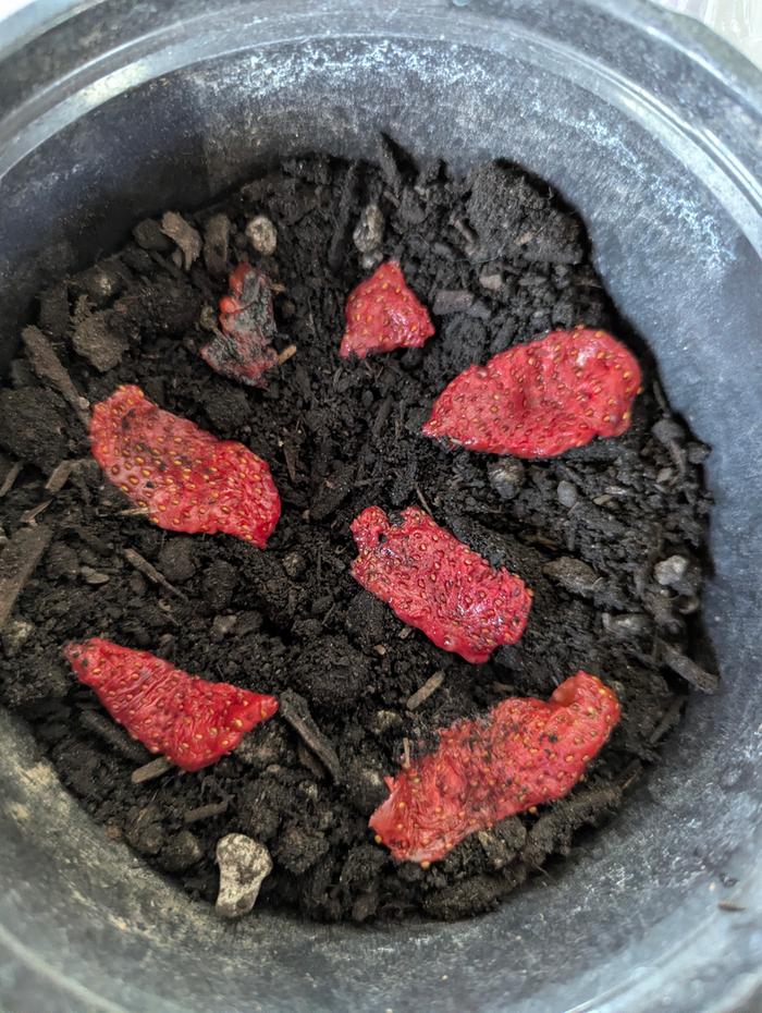 Placed the seed-skin on the soil 