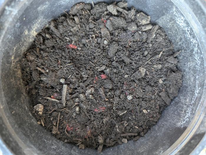 Barely cover seed-skin 