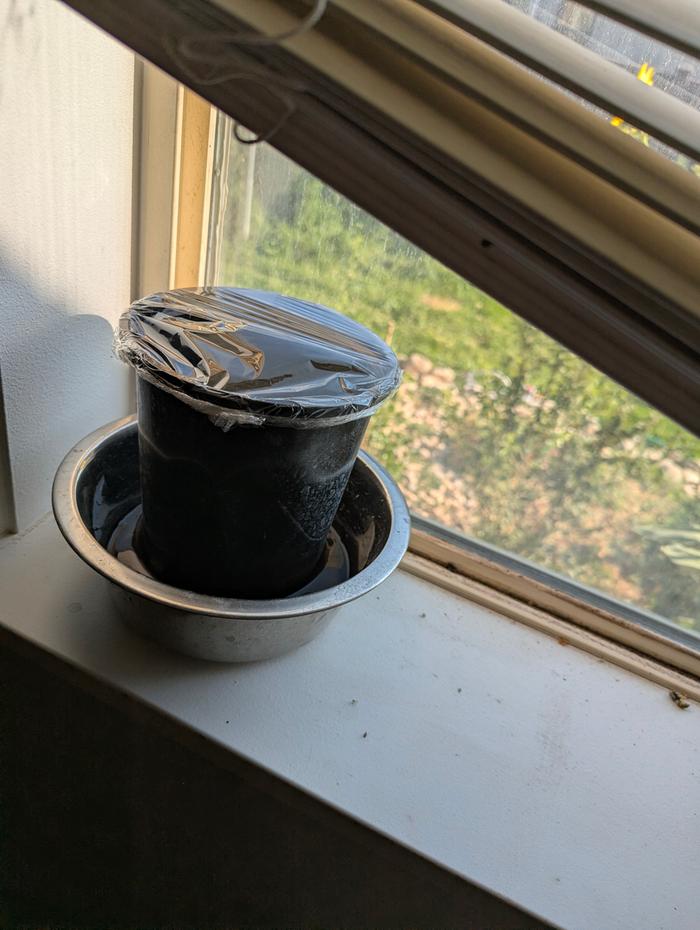 Put the situation somewhere warm and sunny, but not too hot, or it'll cook the seeds