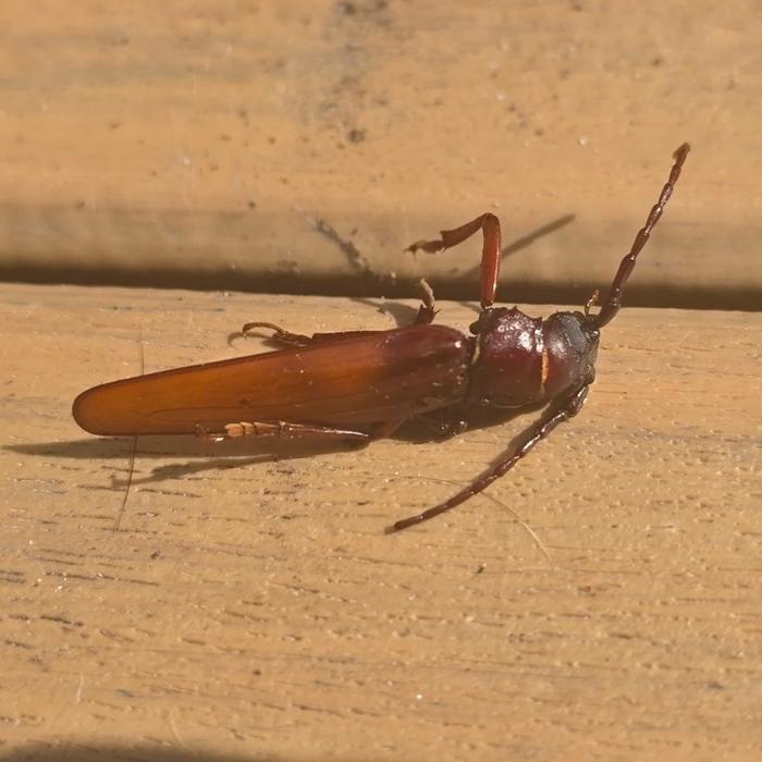 About 2 inches long