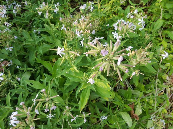 &amp;#91;soapwort.jpg&amp;#93;