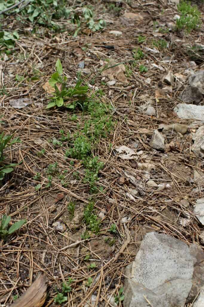 Bio-Filtration flax/lentil mineral harvesters/soil conditioners planted in the middle of swale over the vermitrench.
