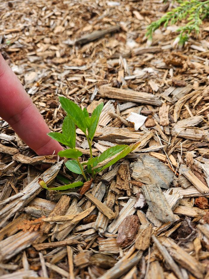 one in a big open sun mulch area