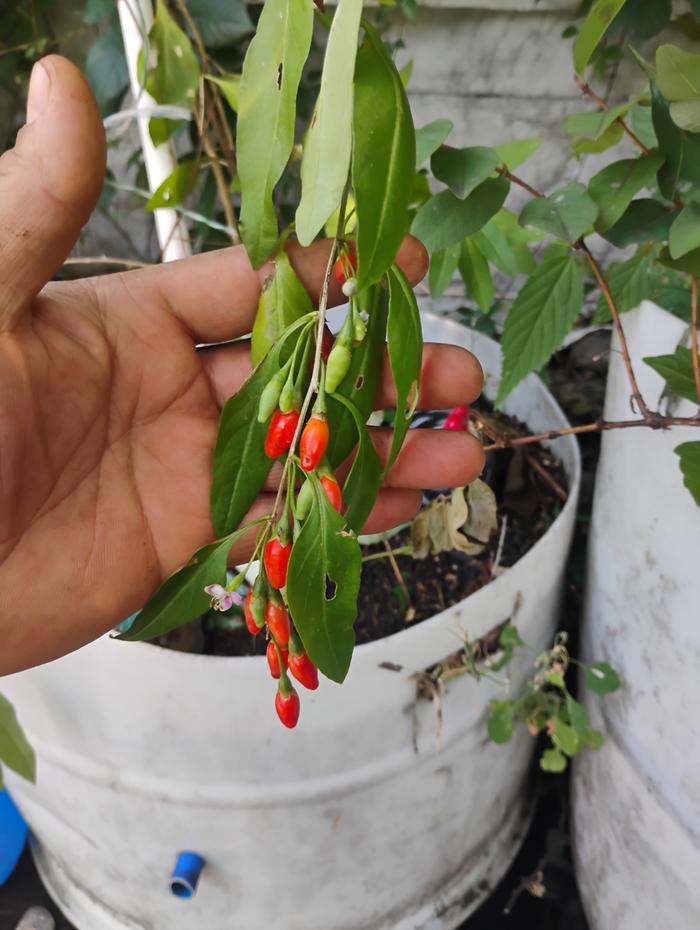 Ripe?
