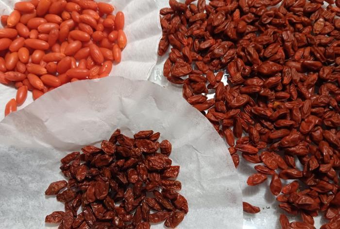 Goji berries fresh, halfway and fully sun dried 
