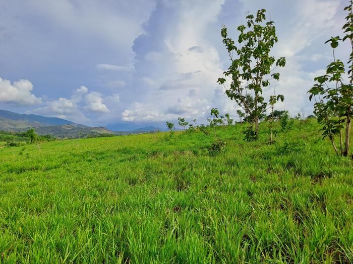 Land with mountain view