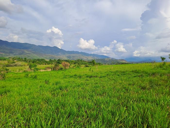Land with mountain view