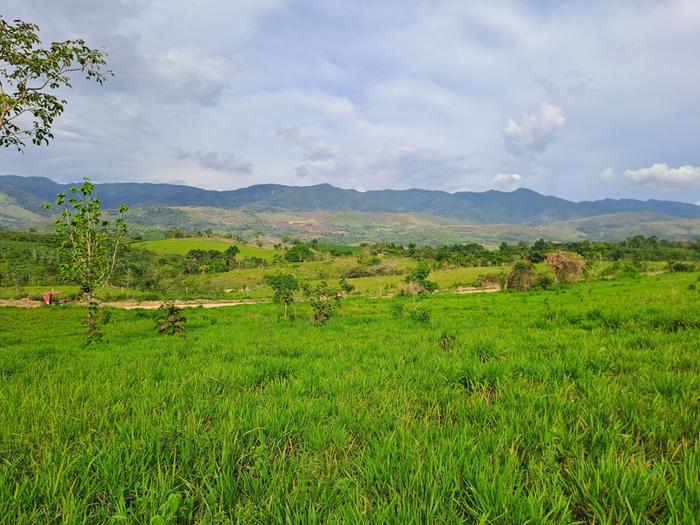 Land with mountain view