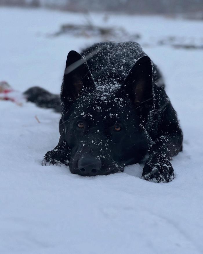 [Thumbnail for just-an-all-black-shepard-enjoying-the-snow-storm-v0-zmdgqwx8isie1.jpg]
