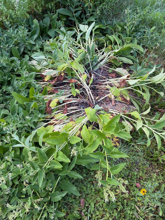 comfrey stand having grown tall and fallen over