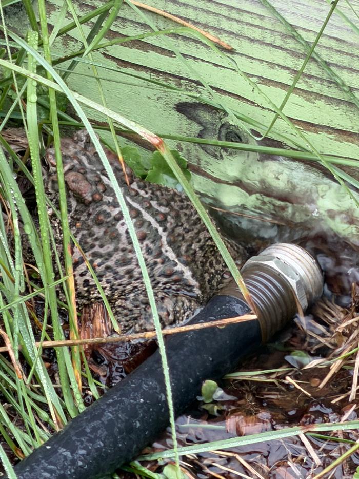 Toad living its best life 