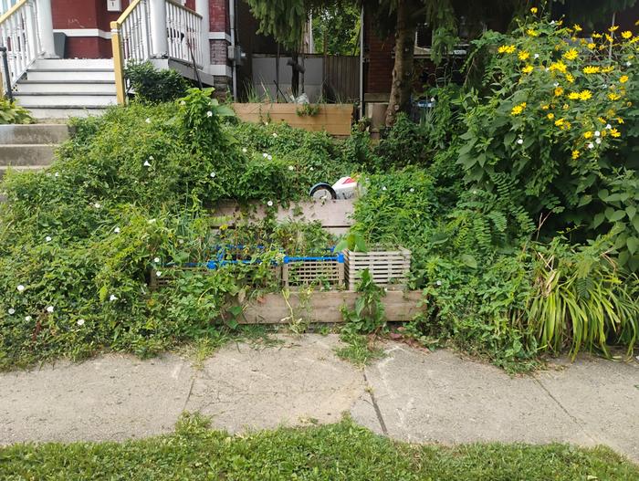 This is the new section of terrace.Its unfinished, like most things around here.The first "wall" is only a foot tall. The second will be two feet tall before it's done.