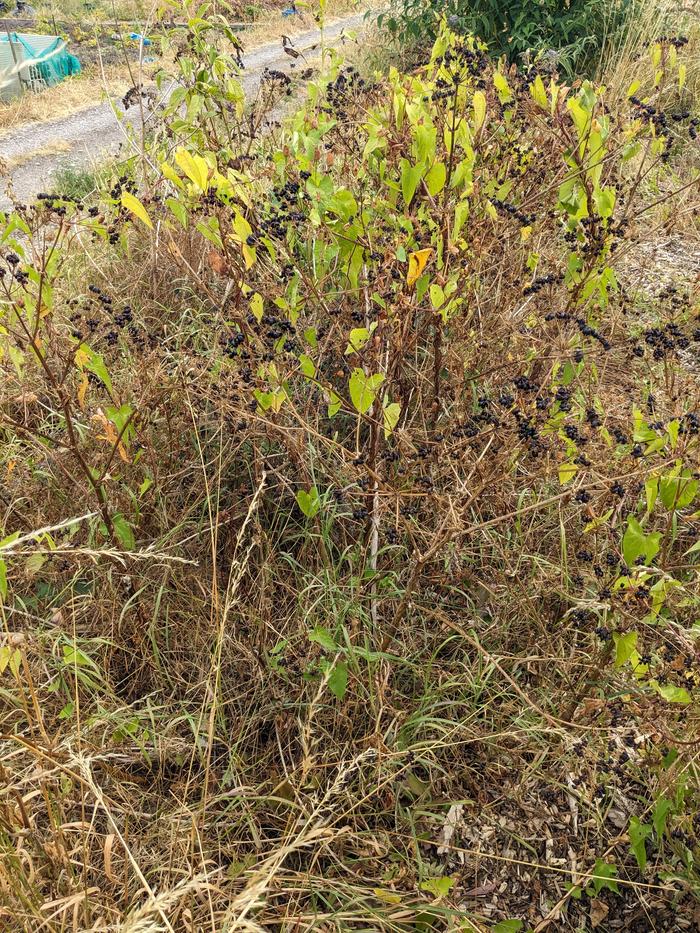 Alexanders in drought, with disuaded grass below.