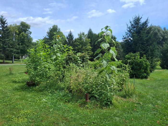 Aug, 2026 gamcod year 2 plot