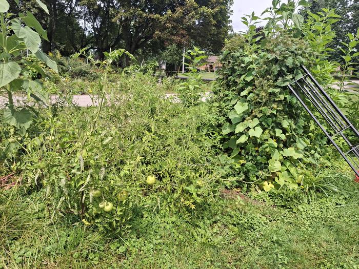 tomatoes and other stuff in year 2