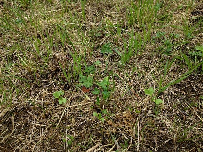 seedlings at 2 weeks on