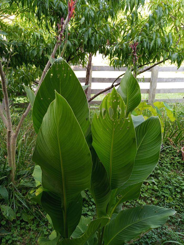 canna leaves with holes
