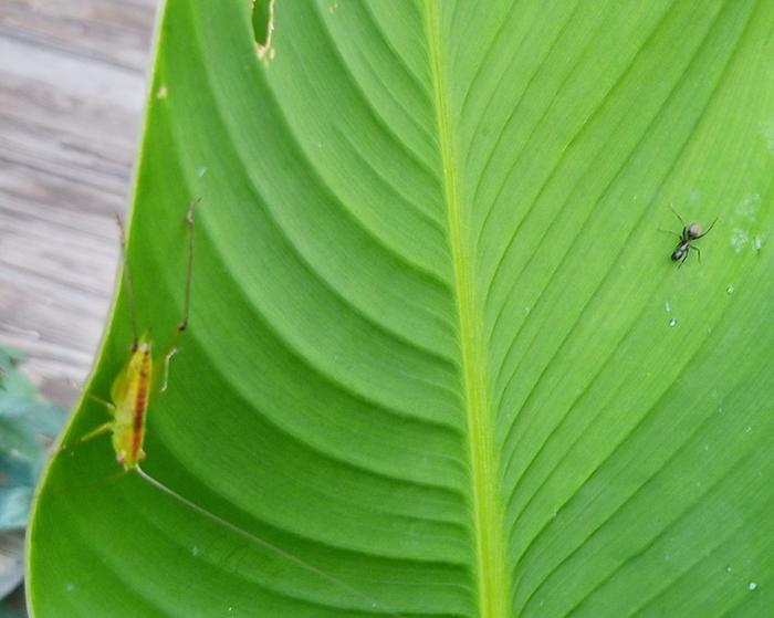 canna leaves with holes