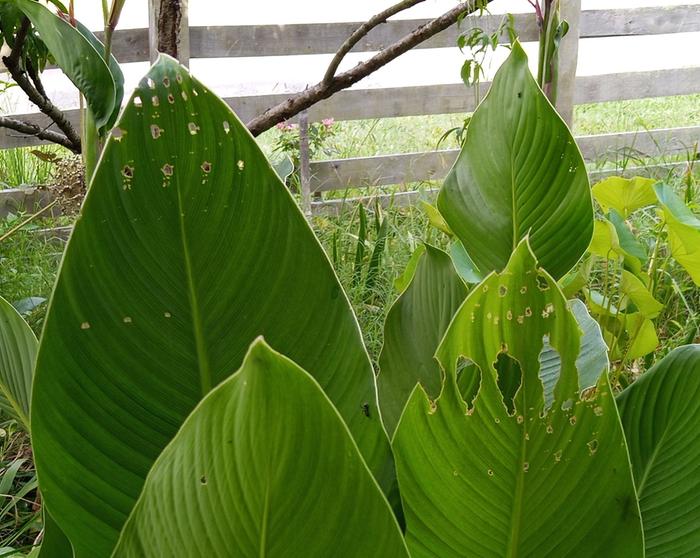 canna leaves with holes