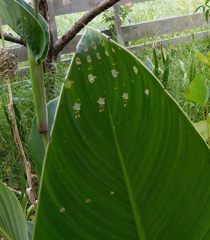 canna leaves with holes