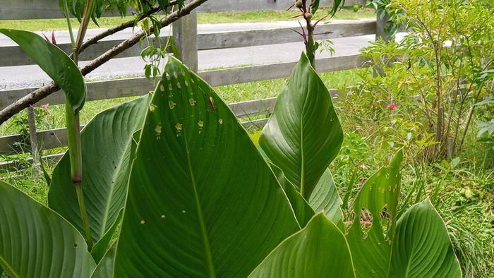 canna leaves with holes
