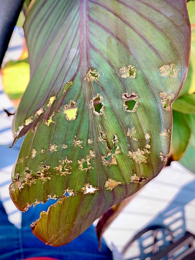[Thumbnail for canna-leaf-roller-damage-plant.jpg]
