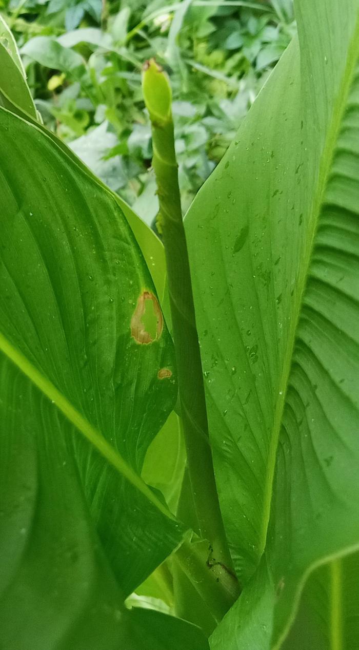 canna leaf