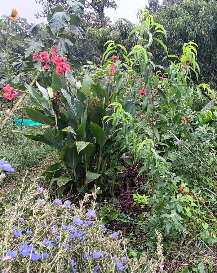 Canna from overwintered potted plant