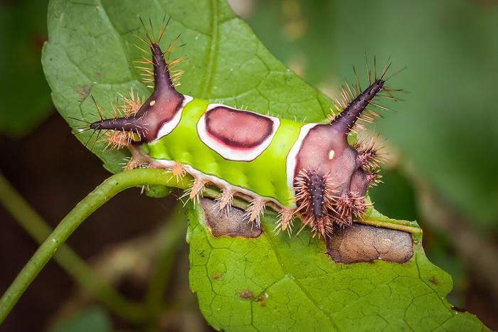 saddleback moth by heatherelle