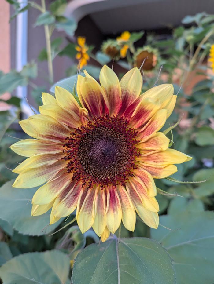 Blood Lemon Sunflower (I made the name up) from my yarden