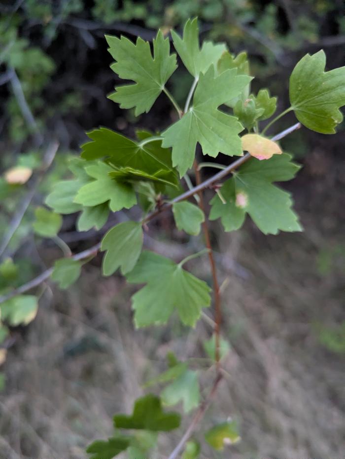 Amber Fruited Golden Currant foliage 