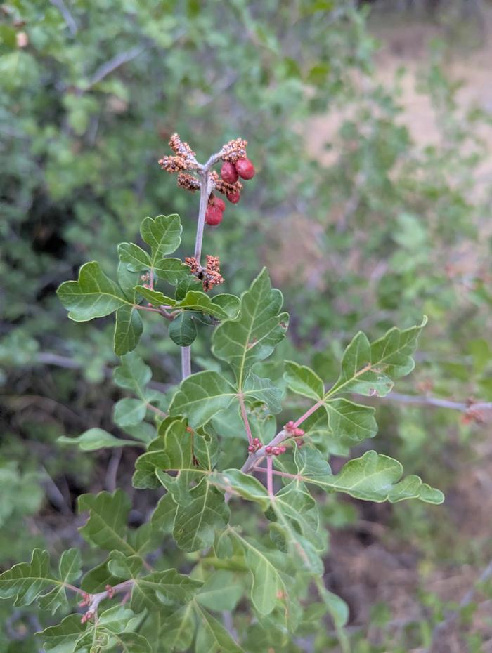 Fragrant Sumac 