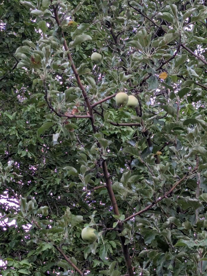 Immature Apples