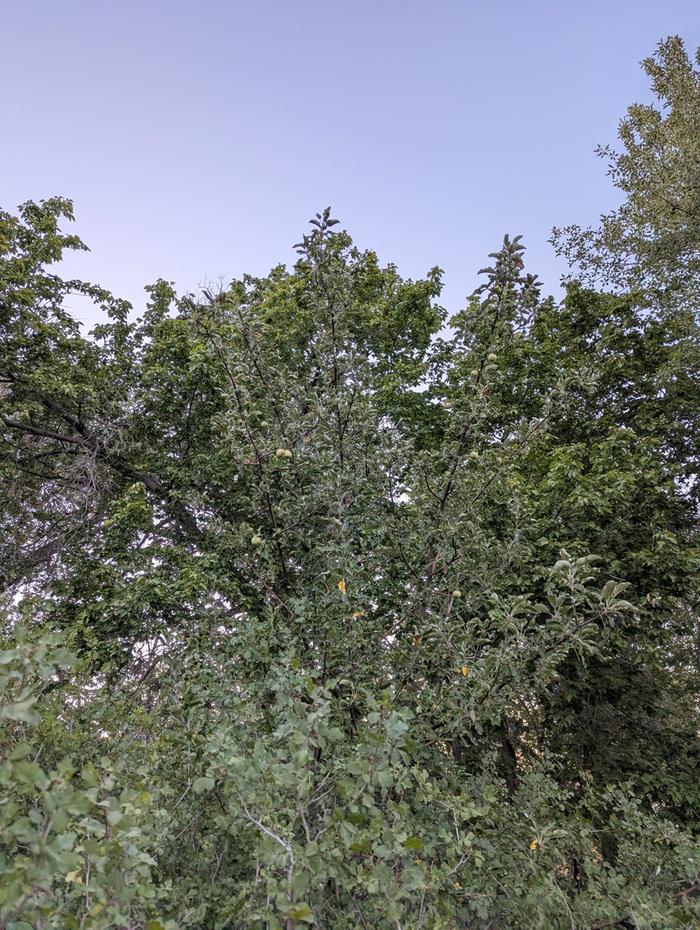 Better Apple Tree View
