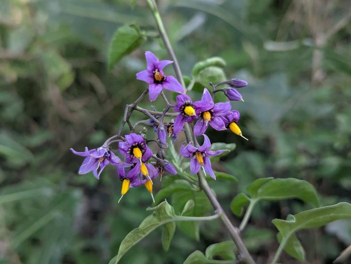 purple nightshade 