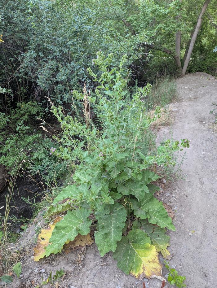 7' burdock 