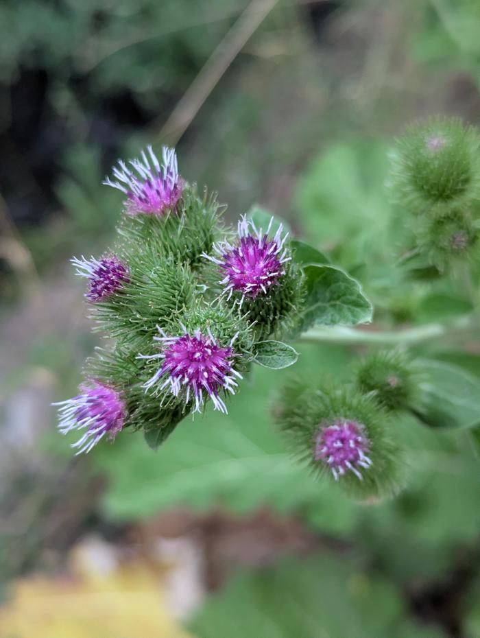 Burdock flower 