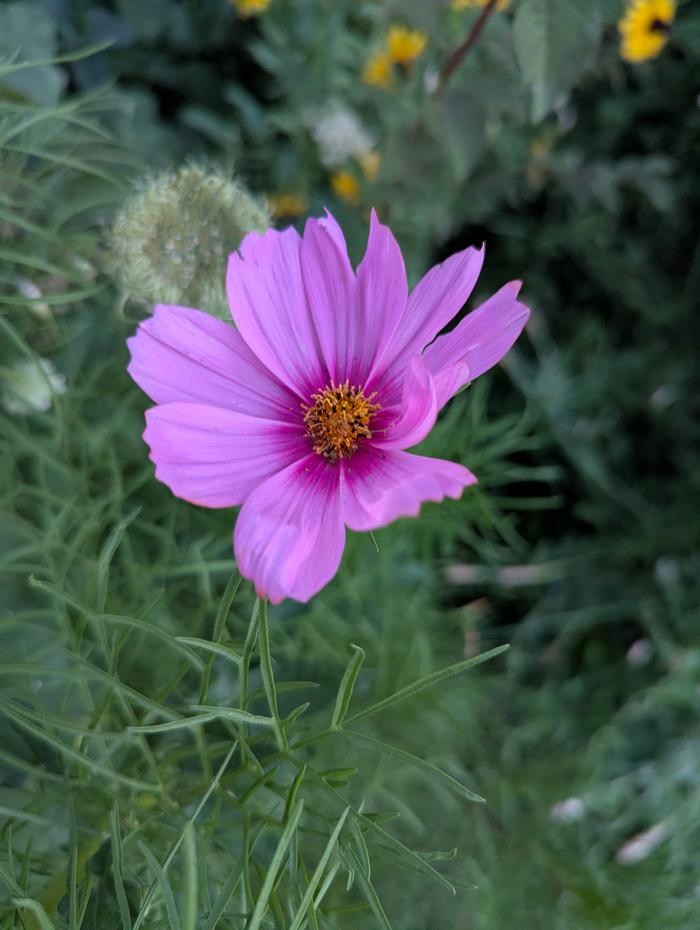 1st cosmos of the year 