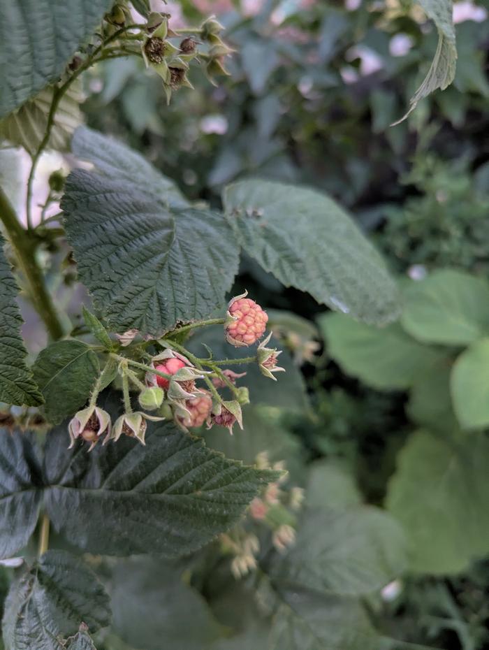 Raspberries imminent, won't be many this year, but next year is looking good 