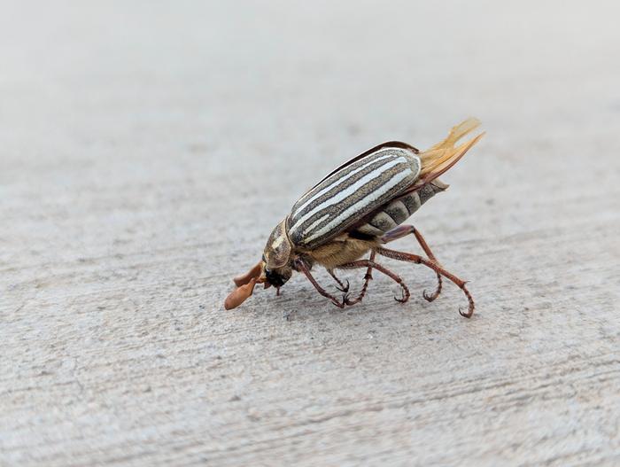 Dead June Bug