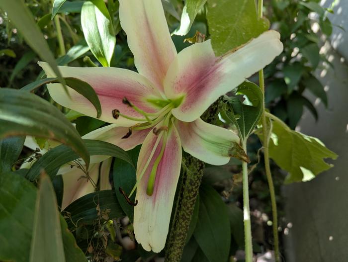Lovely lily 