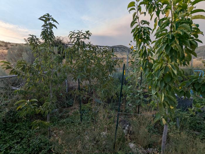 Cherries and nectarines in the foreground have been resilient through some harsh years 