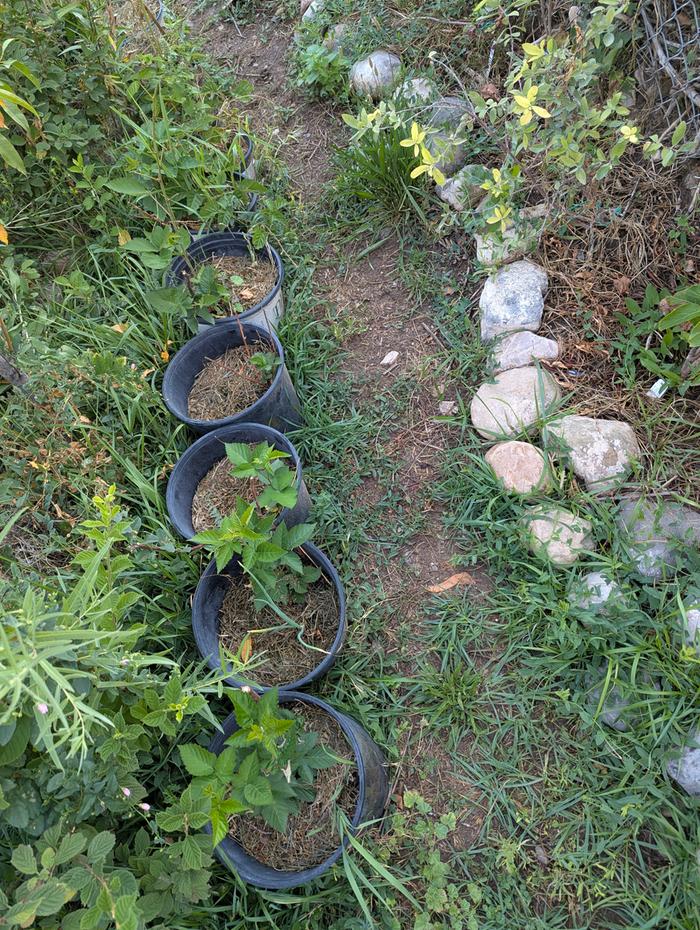 Blackberries, black raspberries, raspberries 