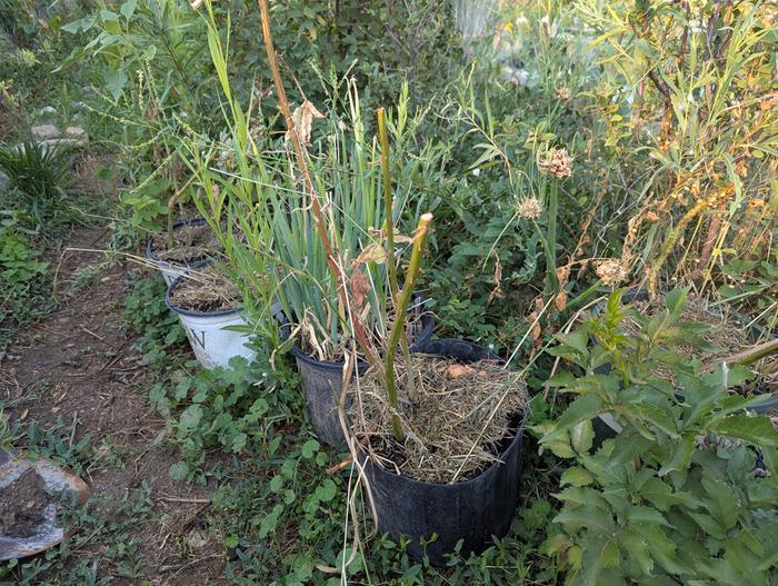 More berries, and some onions store bought onions I planted in a pot last year which I grew next to the walking onions, and some more berries 