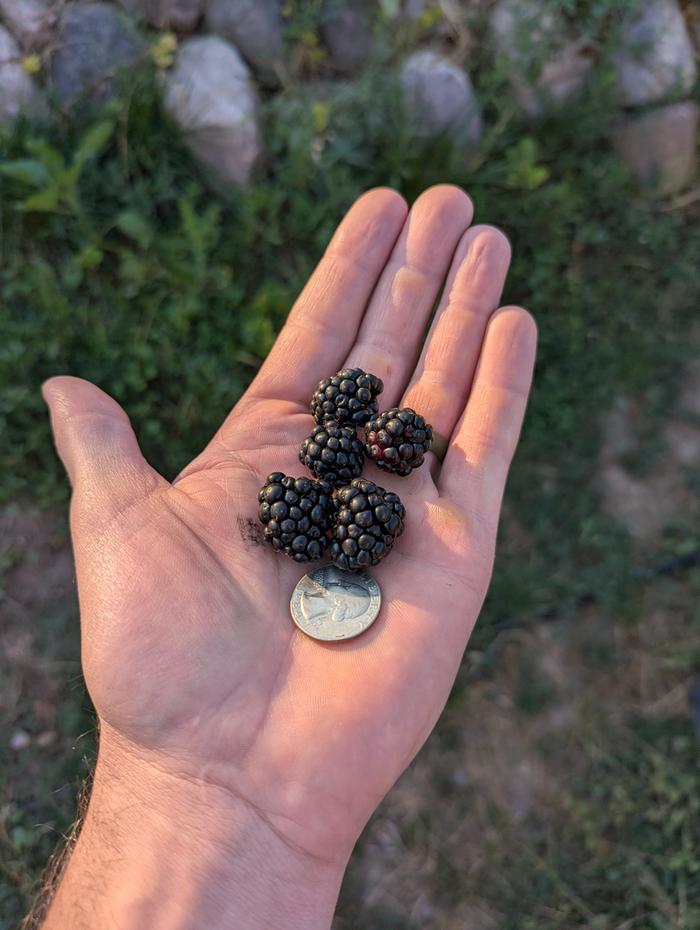 Size comparison one