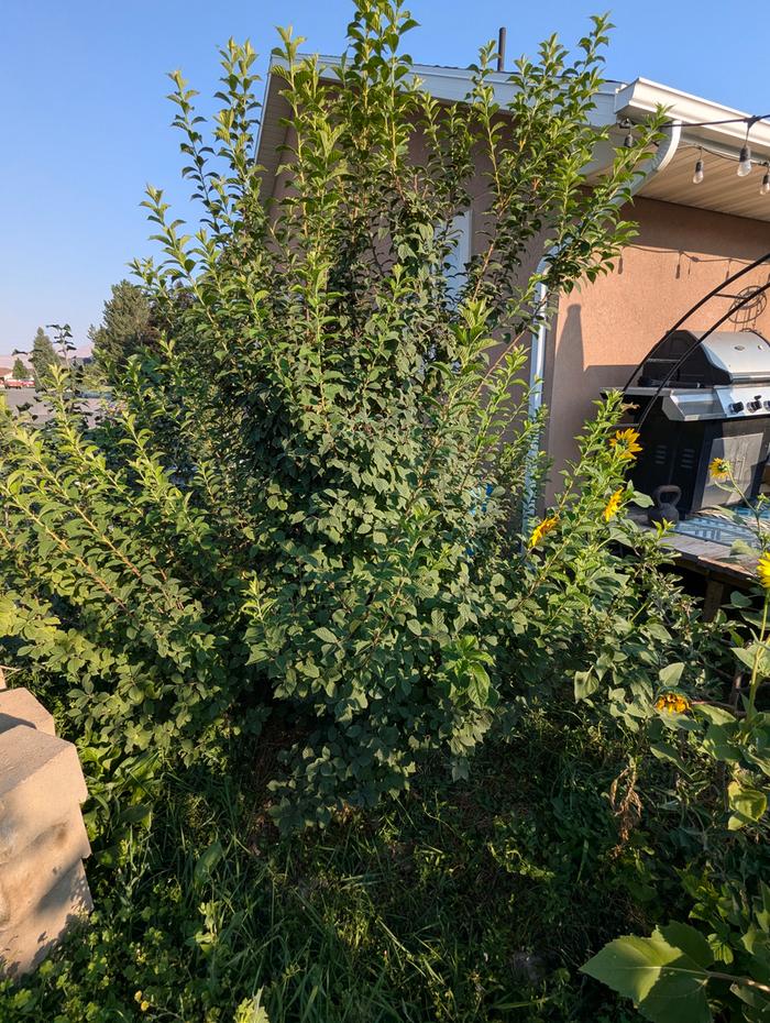 My largest nanking cherry 