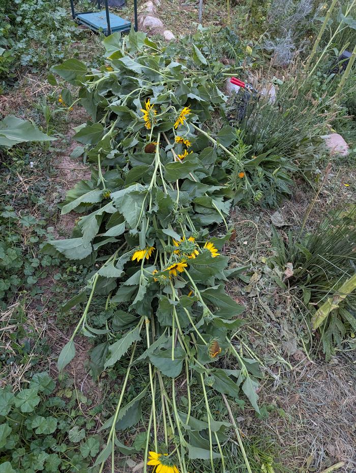 Thinning the sunflowers to decrease the canopy