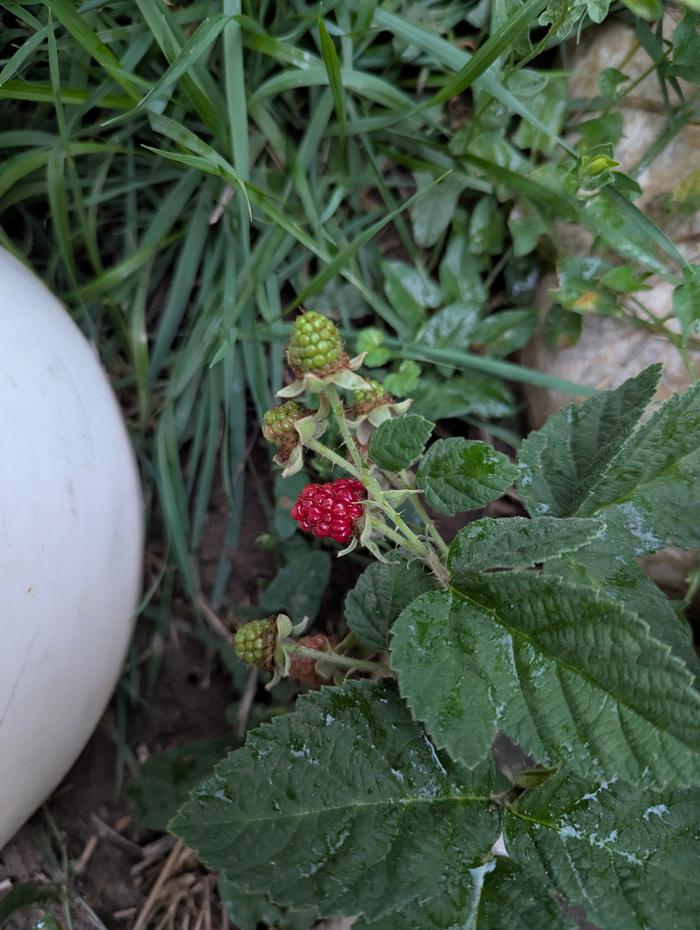 A wonderful blackberry 