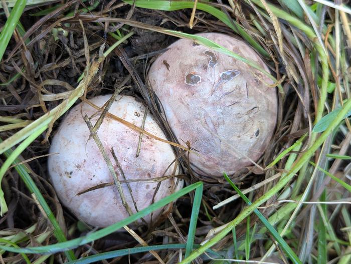 Puffball fungi looking like eggs